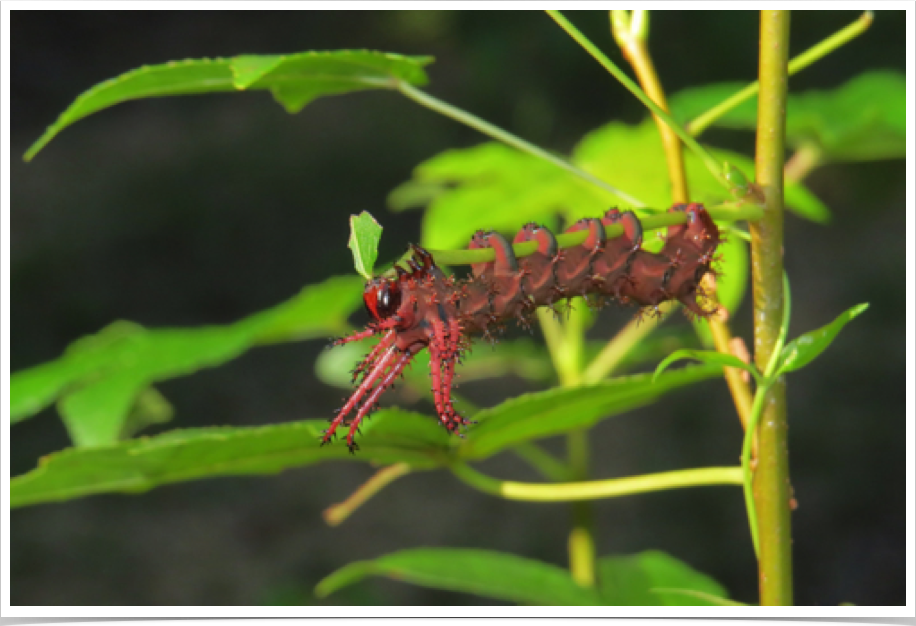 Citheronia regalis
Hickory Horned Devil (Regal Moth, middle instar)
Lamar County, Alabama